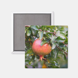Imã Ripe Pomegranato no arbusto de folhas