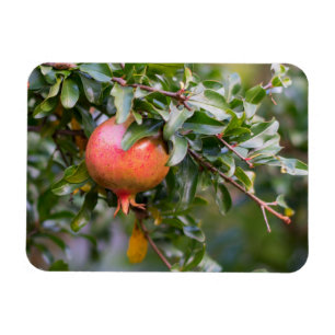 Ímã Ripe Pomegranato no arbusto de folhas