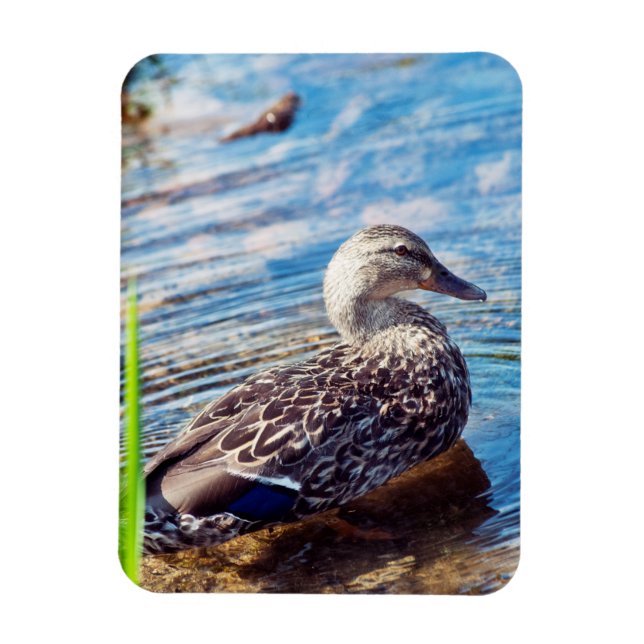 Ímã Ripples de Discagem (Vertical)