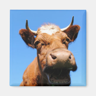 Imã Rir vaca