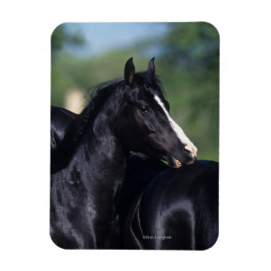 Ímã Risco árabe do cavalo