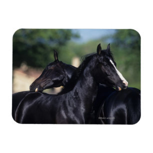 Ímã Risco árabe do cavalo