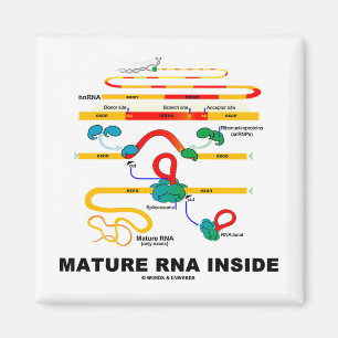 Imã RNA maduro para dentro