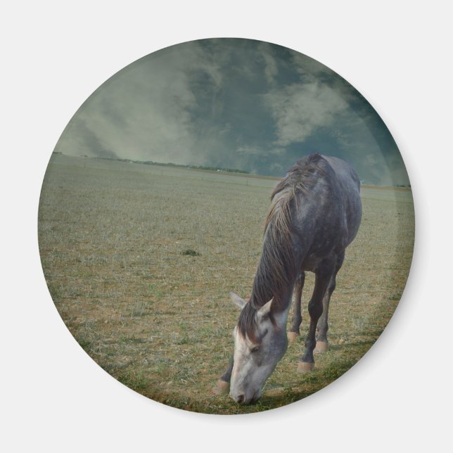 Imã Roan Horse Grazing Em Paddock (Frente)