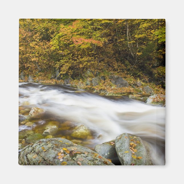 Imã Roaring Brook no outono em Vermont's Green (Frente)