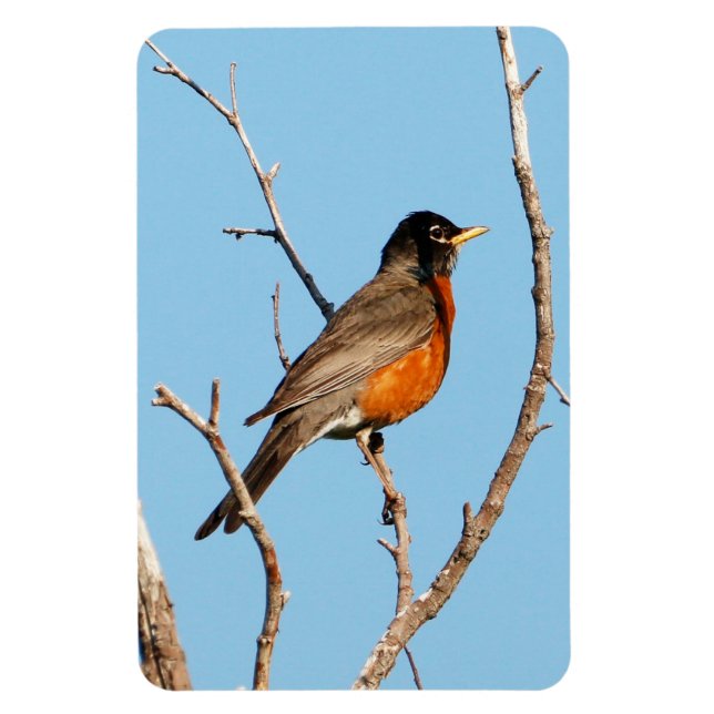 Ímã Robin (Vertical)