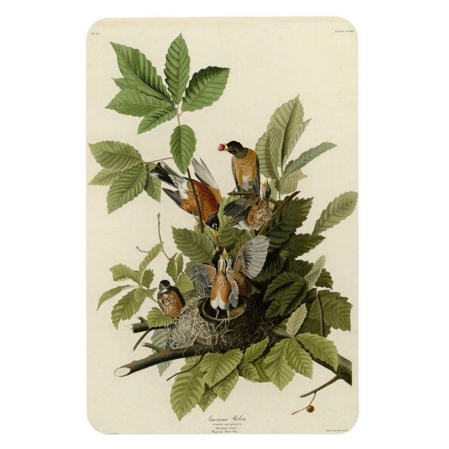 Ímã Robin Americano das Aves da América de Audubon (Vertical)