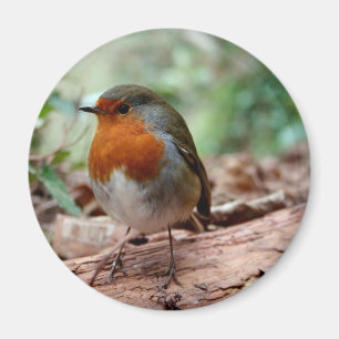 Imã Robin de peito vermelho em um Limb