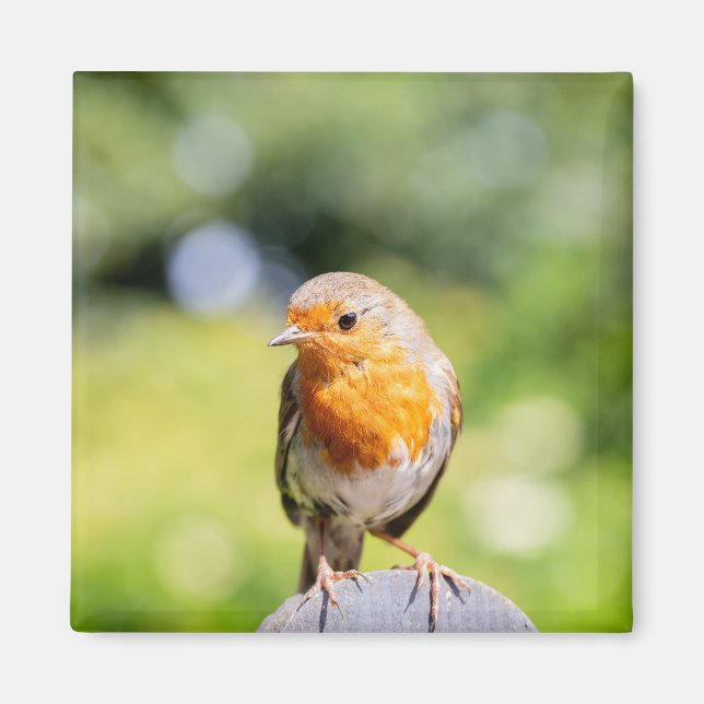 Imã Robin de Verão (Frente)