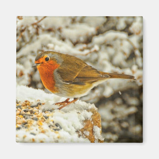 Imã Robin do Natal na neve na Escócia
