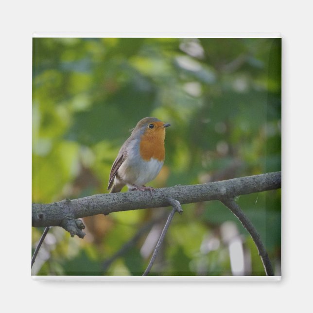 Imã Robin em espiral. (Frente)