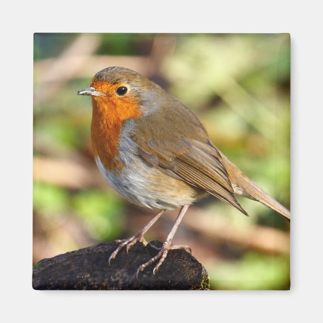 Imã Robin Magnet (Frente)