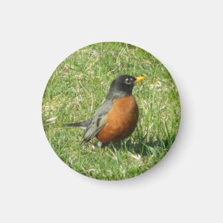 Imã Robin Magnet americano