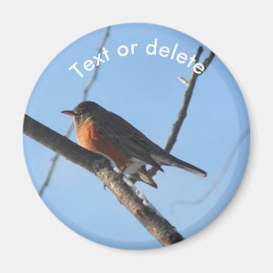 Imã Robin Na Neve Vida Selvagem Natureza Personalizada