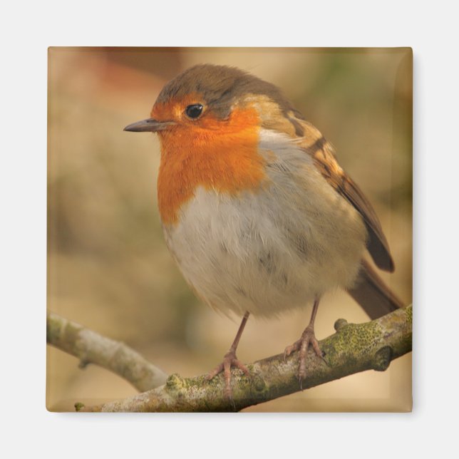 Imã Robin no sol (Frente)