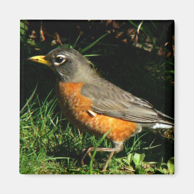Imã Robin Redbreast Bird Magnet (Frente)