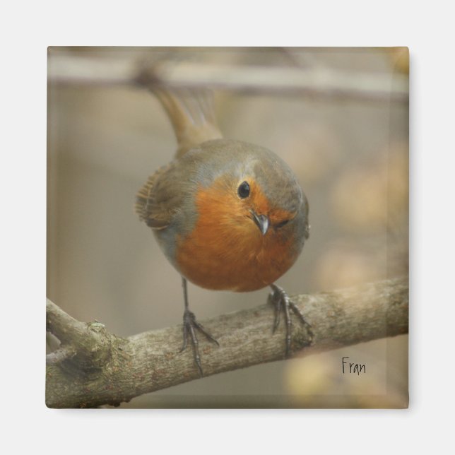 Imã robina (Frente)