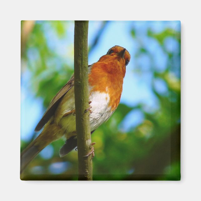 IMÃ ROBINS (Frente)