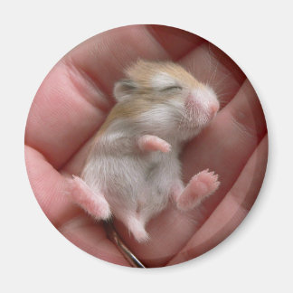 Imã Robo Pup Magnet