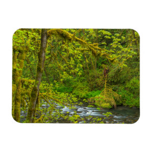 Ímã Rochas e árvores musgosas margeiam o Eagle Creek