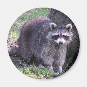Imã Rochoso o guaxinim