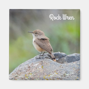 Imã Rock Wren