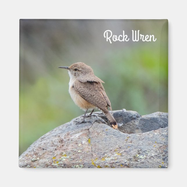 Imã Rock Wren (Frente)