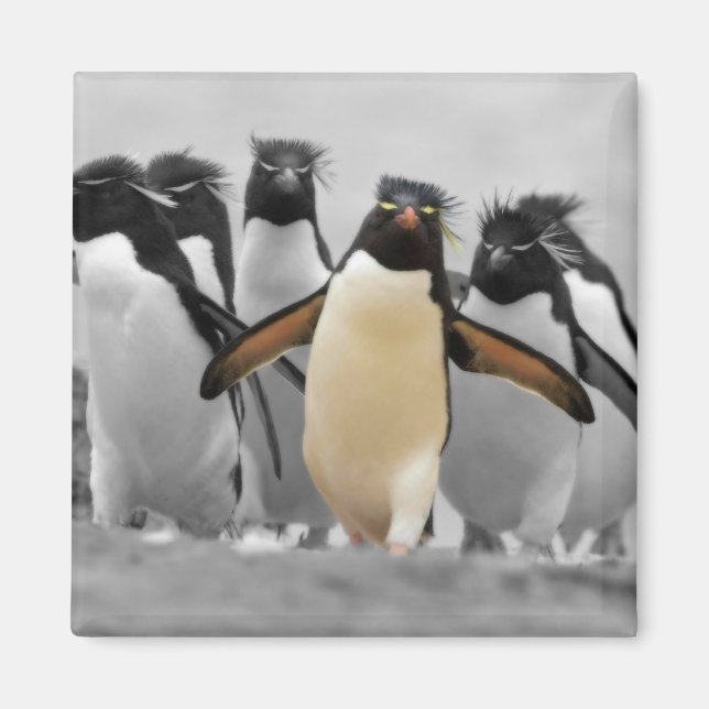 Imã Rockhopper Penguins (Frente)