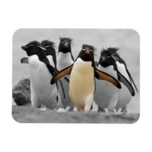 Ímã Rockhopper Penguins