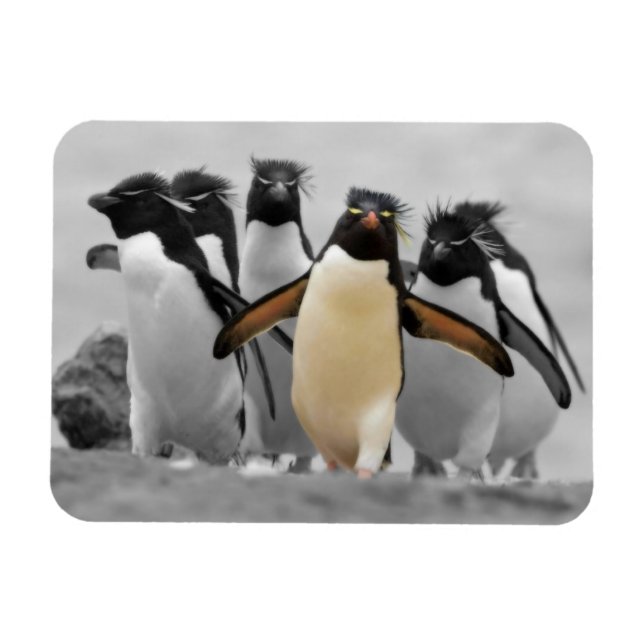 Ímã Rockhopper Penguins (Horizontal)