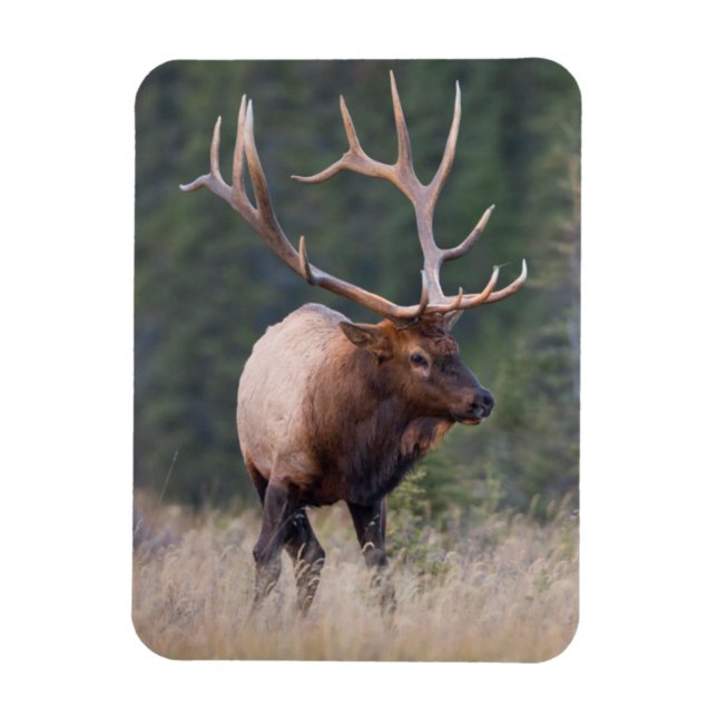Ímã Rocky Mountain Elk (Vertical)