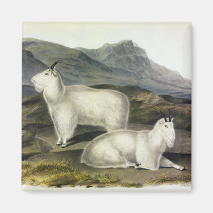 Imã Rocky Mountain Goat (Americana de Capra por Audubo