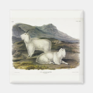 Imã Rocky Mountain Goat (Americana de Capra por Audubo