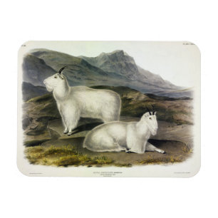 Ímã Rocky Mountain Goat (Americana de Capra por Audubo