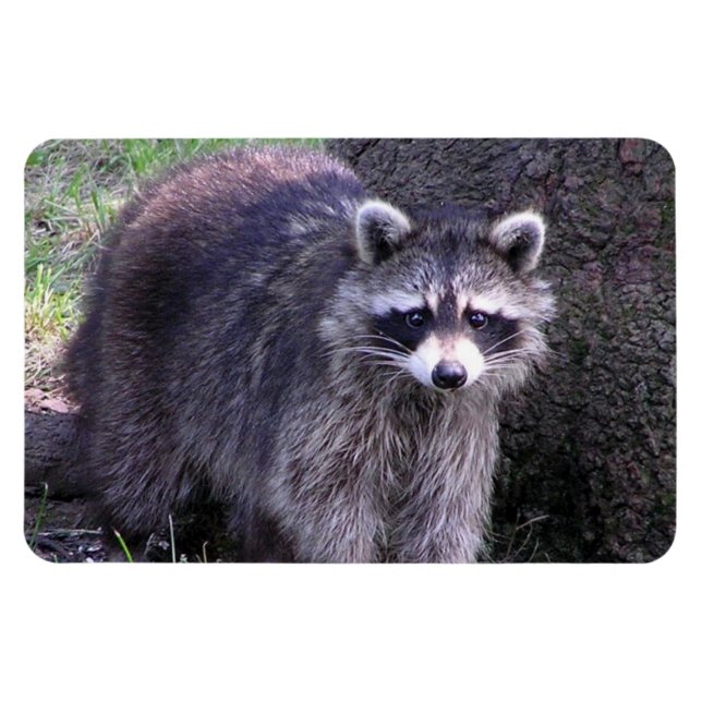 Ímã Rocky, o Raccoon (Horizontal)
