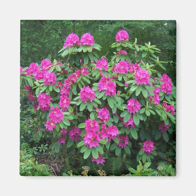 Imã Rododendro da floresta (Frente)