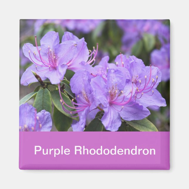 Imã rododendro roxo (Frente)