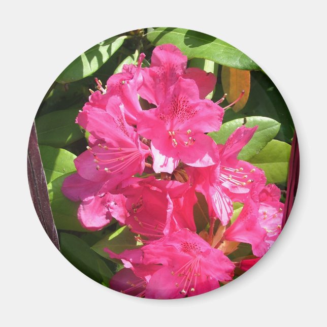 Imã rododendron rosa (Frente)
