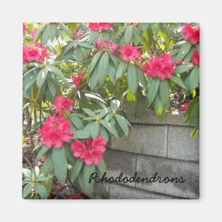 Imã Rododendros Vermelhos