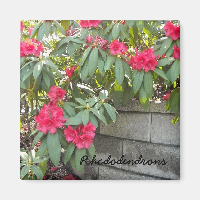 Imã Rododendros Vermelhos (Frente)