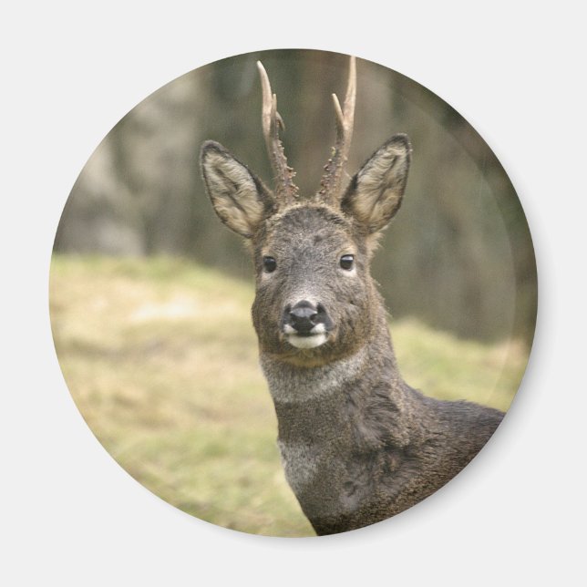 Imã Roe Deer Buck Magnet (Frente)