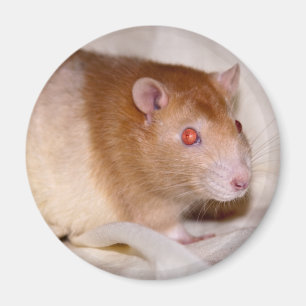 Imã Rolando Magnet