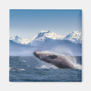 Imã Rompendo a baleia de Humpback em Alaska