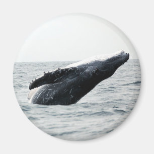 Imã Rompimento da baleia de Humpback