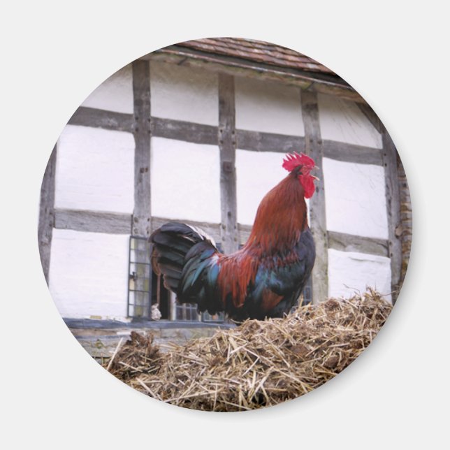 IMÃ ROOSTER (Frente)