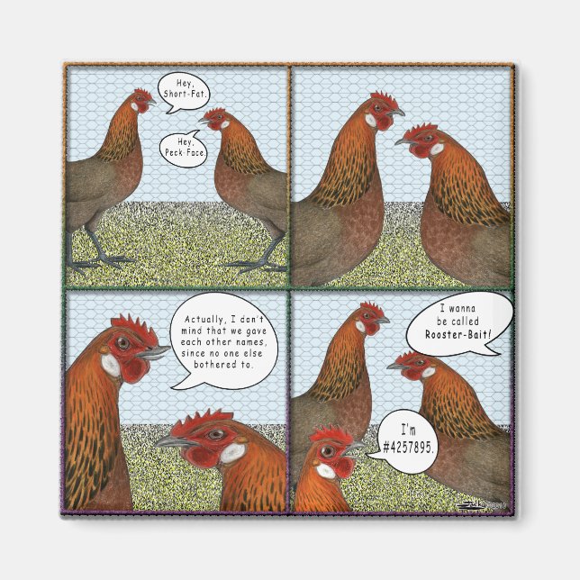 Imã Rooster Bait (Frente)