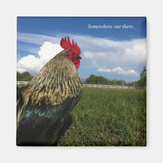 Imã Rooster Bob Anywhere