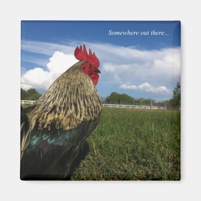 Imã Rooster Bob Anywhere (Frente)