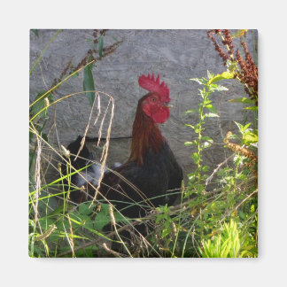 Imã Rooster Magnet