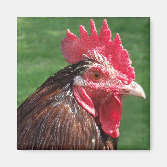 Imã Rooster Magnet (Frente)